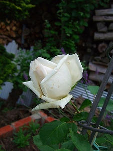 2012_06150006.jpg