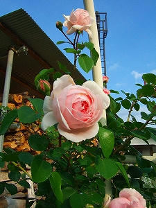 2012_06180010.jpg