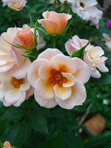 2012_06220006.jpg