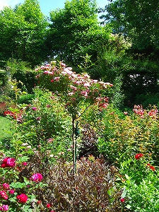 2012_07010013.jpg
