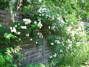 2012_07010020.jpg