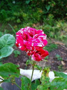 2012_07010024.jpg