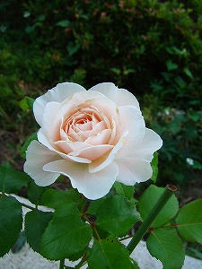 2012_07010030.jpg