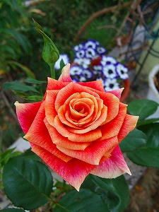 2012_07010031.jpg