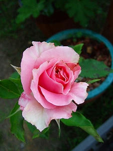 2012_07010033.jpg