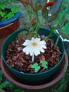 2012_07100025.jpg