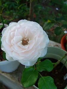 2012_07100026.jpg
