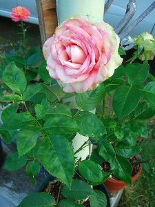 2012_07100028.jpg