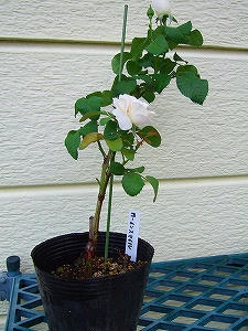 2012_08060005.jpg