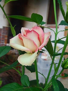 2012_08060009.jpg