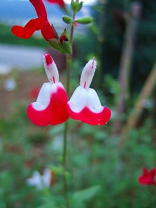 2012_08180003.jpg