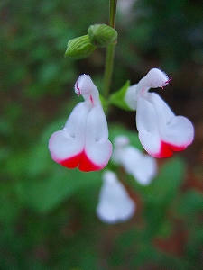 2012_08180006.jpg