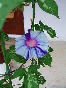 2012_08180016.jpg