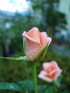 2012_08240003.jpg