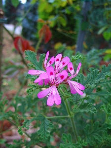 2012_08180007.jpg