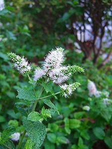 2012_09030006.jpg
