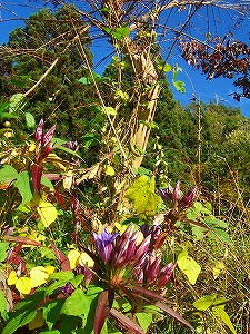 2012_11030005.jpg