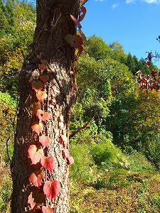2012_11030009.jpg