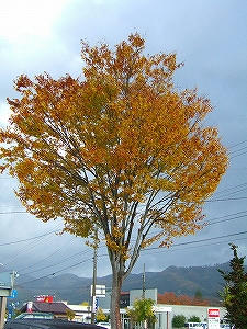 2012_11080001.jpg