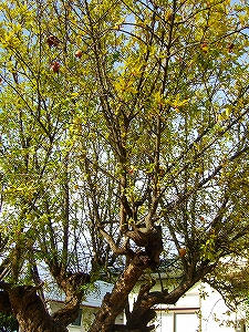 2012_11080002.jpg