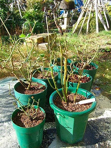 2012_11170001.jpg