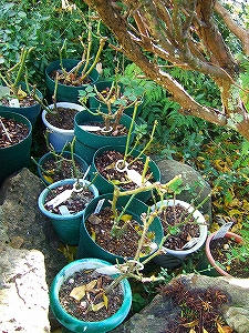 2012_11170002.jpg