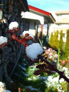 2012_11280003.jpg