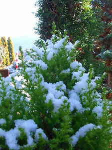 2012_11280007.jpg