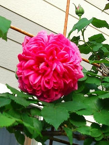 2013_06020006.jpg