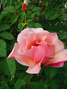 2013_06020011.jpg