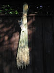 IMG_1330-1.JPG