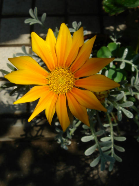 DSC02768.JPG