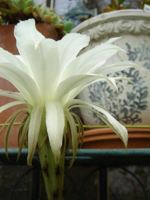 DSC03166.JPG
