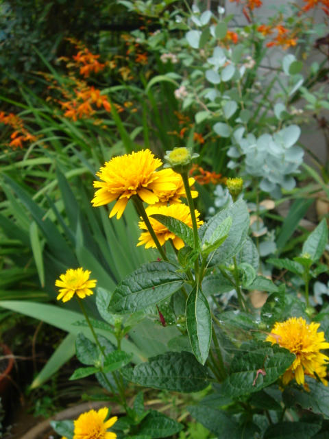 DSC03732.JPG