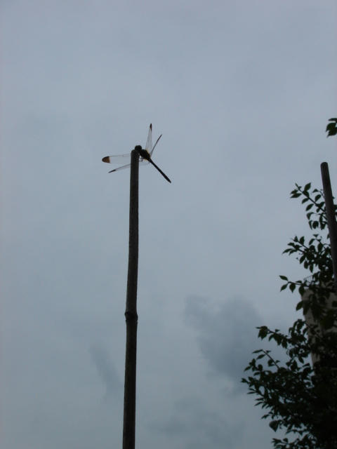 DSC03988.JPG