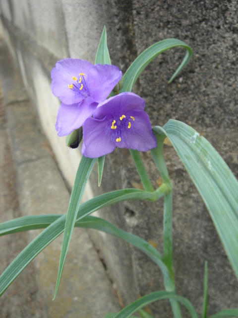 DSC04006.JPG