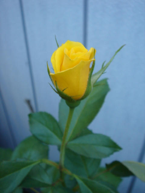 DSC04035.JPG