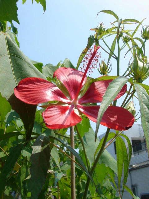 DSC04083.JPG