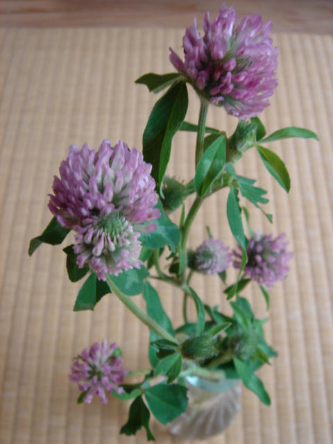 DSC04338.JPG