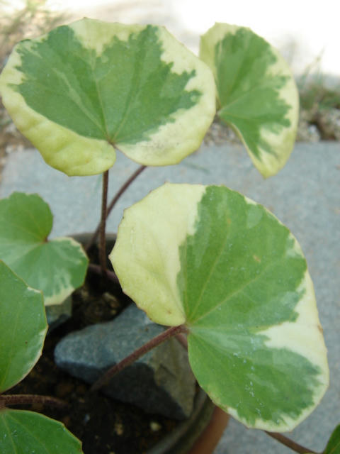 DSC04599.JPG