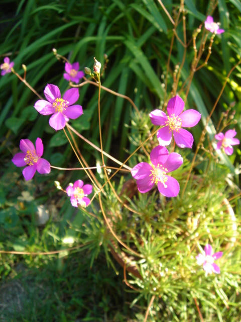 DSC04732.JPG