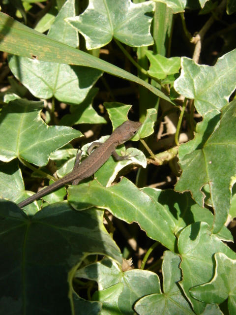 DSC04833.JPG