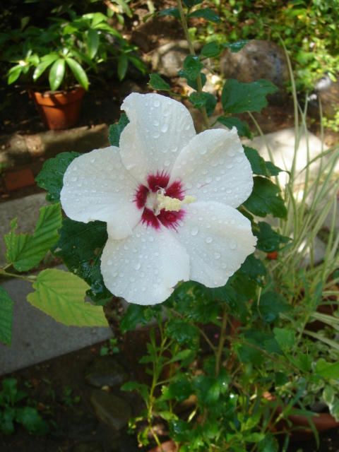 DSC04857.JPG