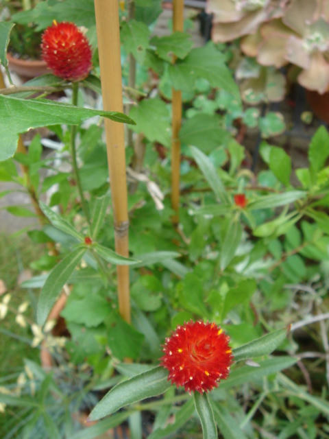DSC05453.JPG