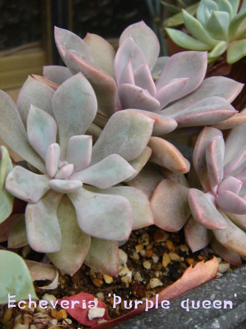 DSC05455.jpg