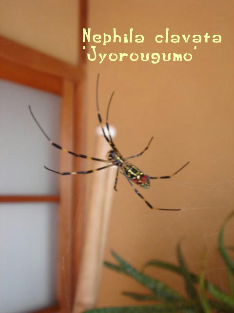 DSC05513.jpg