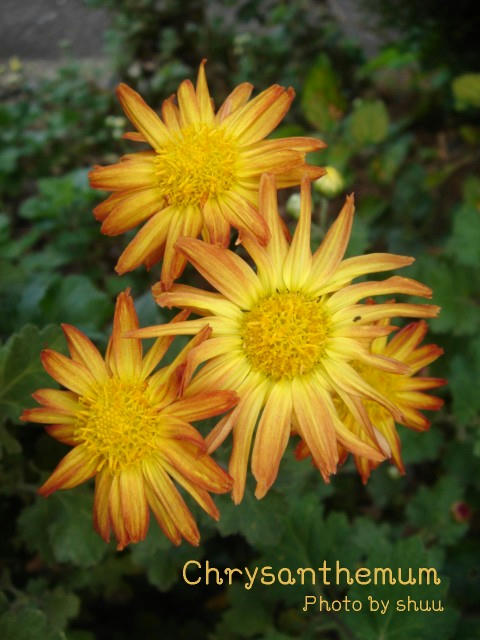 DSC05827.jpg