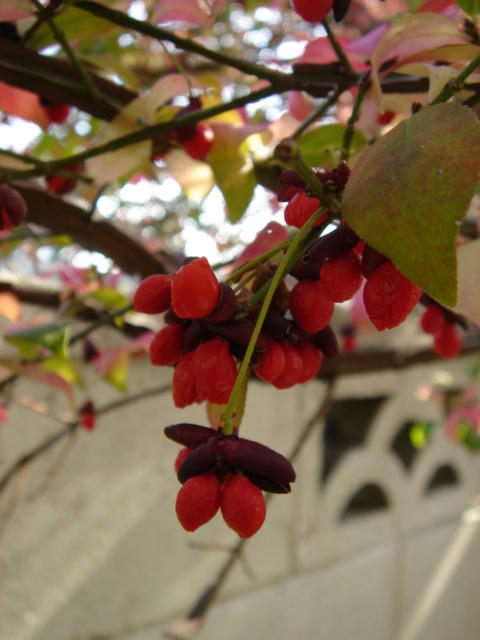 DSC05947.JPG