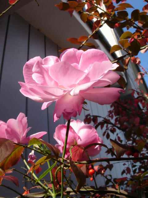 DSC06054.JPG