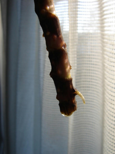 DSC06261.JPG